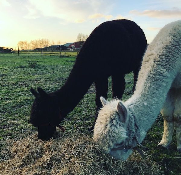 alpacas-IMG_2054.jpeg